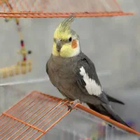 عروس هلندی گمشده