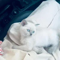 واگذاری گربه بریتیش|گربه|مشهد, ادیب نیشابوری (شهرک غرب)|دیوار