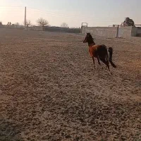 فروش اسب ماده|اسب و تجهیزات اسب‌سواری|بهارستان, |دیوار