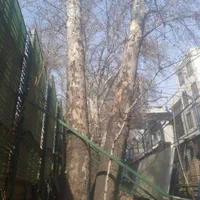 خرید چوب قطع درخت هرس درخت برش درخت|خدمات باغبانی و درختکاری|مشهد, رسالت|دیوار