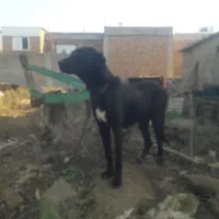 ماده سرابی اصل خوش هیکل و قد بلند|سگ|بیله سوار, |دیوار