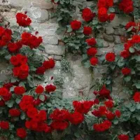 خانم برای نظافت