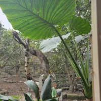 بابا آدم ، توافقی|گل و گیاه طبیعی|رامسر, |دیوار