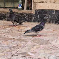 یه جفت کوهی|پرنده|شیراز, شاه قلی بیگی|دیوار