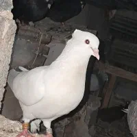 کبوترسفیدوطوقی