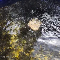 پخش بچه ماهی