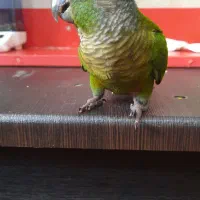 گم شد ه طوطی فاز ۲