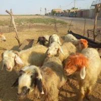میش