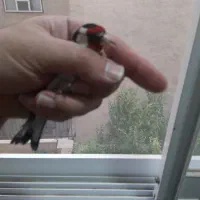 ۱۰ عدد سهره بوستان اباد خوش نقاب