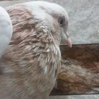 کبوتر ماده|پرنده|نجفآباد, یزدانشهر|دیوار