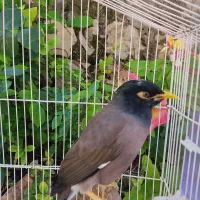 مرغ مینا (پر حرف)|پرنده|ویسیان, |دیوار