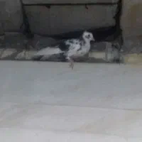 کبوتر|پرنده|سی‌سخت, |دیوار