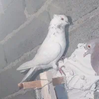 غریب گیری پرشی   ماده کاکلی کله دار ریز نقش