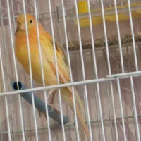 ماده ردفاکتور به همراه دو عددنر|پرنده|مشهد, شریف|دیوار