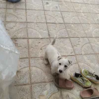 پاپی اشتپیز|سگ|تربت جام, بهشت نبی|دیوار