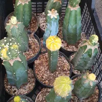 گیاه کاکتوس آستریاس افوربیا|گل و گیاه طبیعی|تهران, ائمه اطهار|دیوار