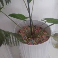 گل بابا ادم