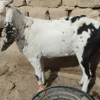 بزاصل پاکستانی|حیوانات مزرعه|زاهدان, |دیوار