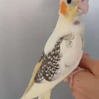 عروس هلندی دوکت دوماهه