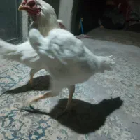 مرغ خروس لاری اصیل ۵ماه  معاوضه میکنی با کبوتر|حیوانات مزرعه|چناران, |دیوار