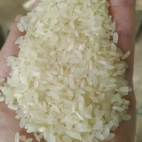فروش برنج کامفیروزی اصل درجه یک