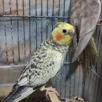 عروس هلندی|پرنده|آزادشهر, |دیوار