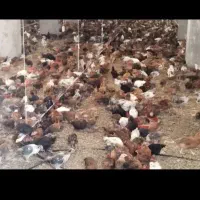 جوجه چهل پنجاه روزه گلپایگان محلی سراوان