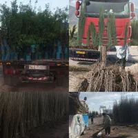 نهال انار سیاه بدون پره|گل و گیاه طبیعی|رودهن, |دیوار