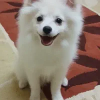 پامر روباهی