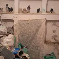 یه بوم ۲۰ تای کبوتر پرشی
