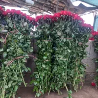 گل رز برای روز مادر