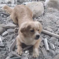 سگ گم شده|حیوانات|تنکابن, |دیوار