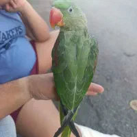 شاه طوطی