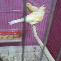 قناری موزاییکی