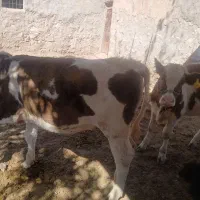 گاو تلیسه|حیوانات مزرعه|هندمینی, |دیوار