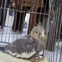 عروس هلندی|پرنده|بومهن, |دیوار