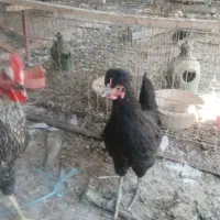 مرغ و خروس