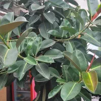 لوازم رستوران جهت فروش|کافیشاپ و رستوران|رشت, بلوار گیلان|دیوار