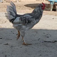فروش خروس جوان و زیبا جهت قربانی کردن و نسل کشی