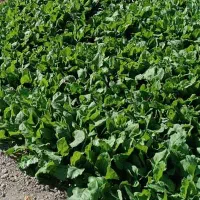 سبزی پالک|خوردنی و آشامیدنی|ایرانشهر, |دیوار