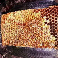 عسل طبیعی خلخال|خوردنی و آشامیدنی|رشت, فخب|دیوار