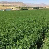 یونجه|لوازم جانبی حیوانات|باغستان, |دیوار
