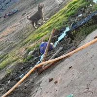 فروش توله سرابی|سگ|سراب, |دیوار