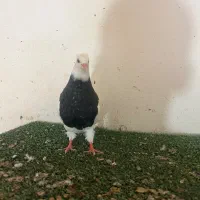 کبوتر ماده طوق سیاه  جوجه درشت