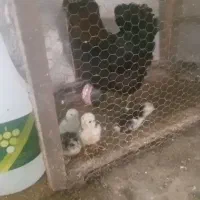 مرغ گلین با جوجه وخروس|حیوانات مزرعه|قائمشهر, |دیوار