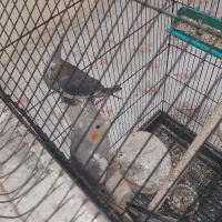 فروش ۲عددجوجه عروس هلندی دونخورشده