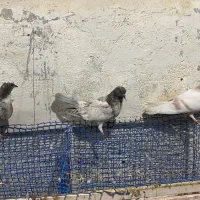 فروش کفتر کبوتر پرشی.