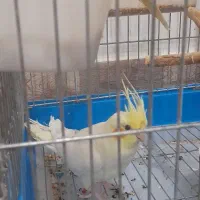 عروس هلندی‌