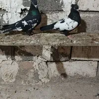 جفت سینه سیاه