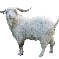 پشم گوسفند